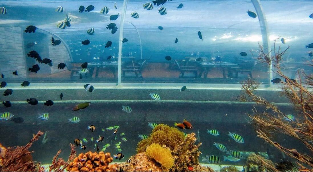 Under water restaurant while a school of fish swim by 