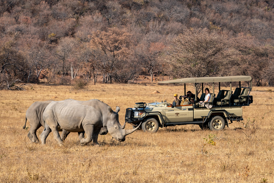 Rhinoceros roaming the wildlife preserve and jeep with guest on safari